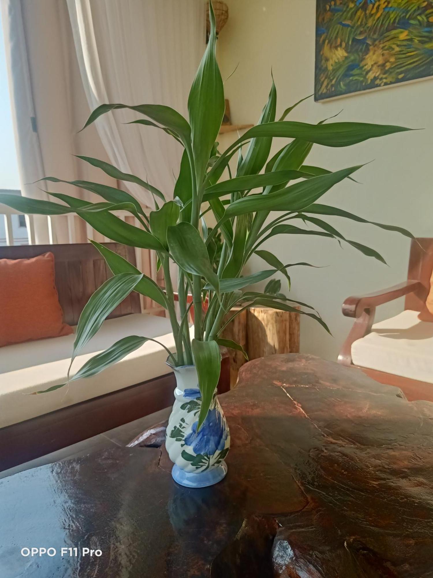 Homestay Yellow Natural House Siem Reap Luaran gambar