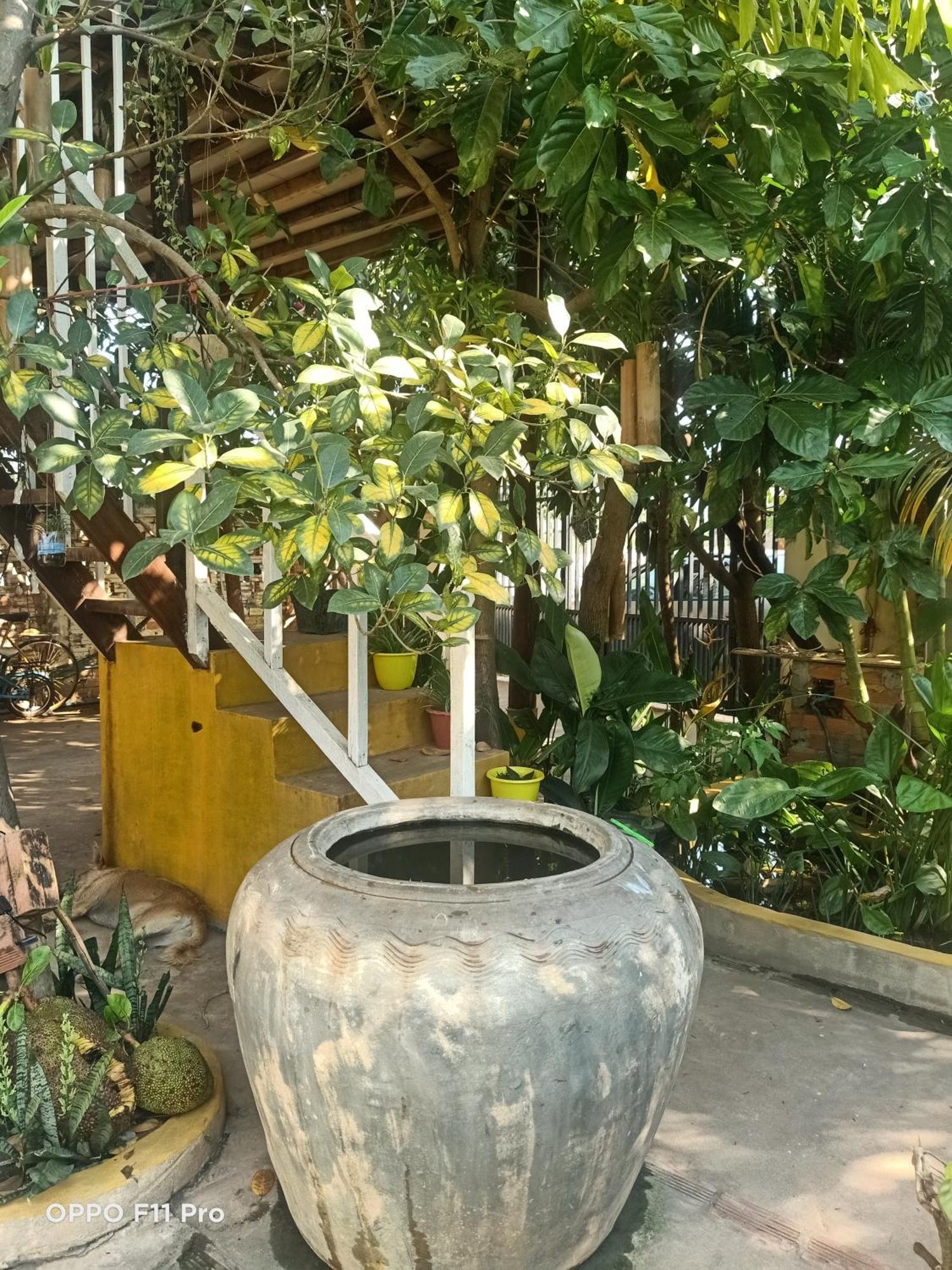 Homestay Yellow Natural House Siem Reap Luaran gambar